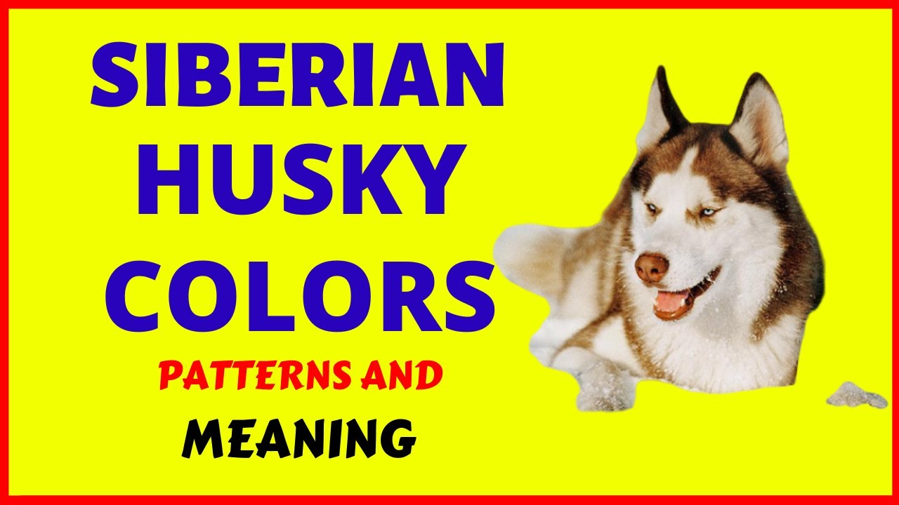 Husky Color Chart