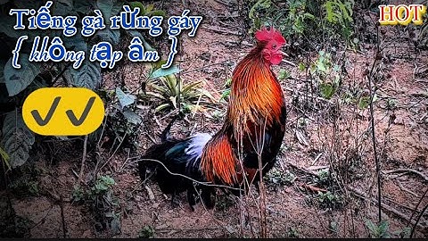 Tiếng gà rừng Gáy Chuẩn Mồi Siêu Nhạy 2025✔️ || Suab qaib qus qua zoo dib tuaj zoo tiag tiag li💯✔️