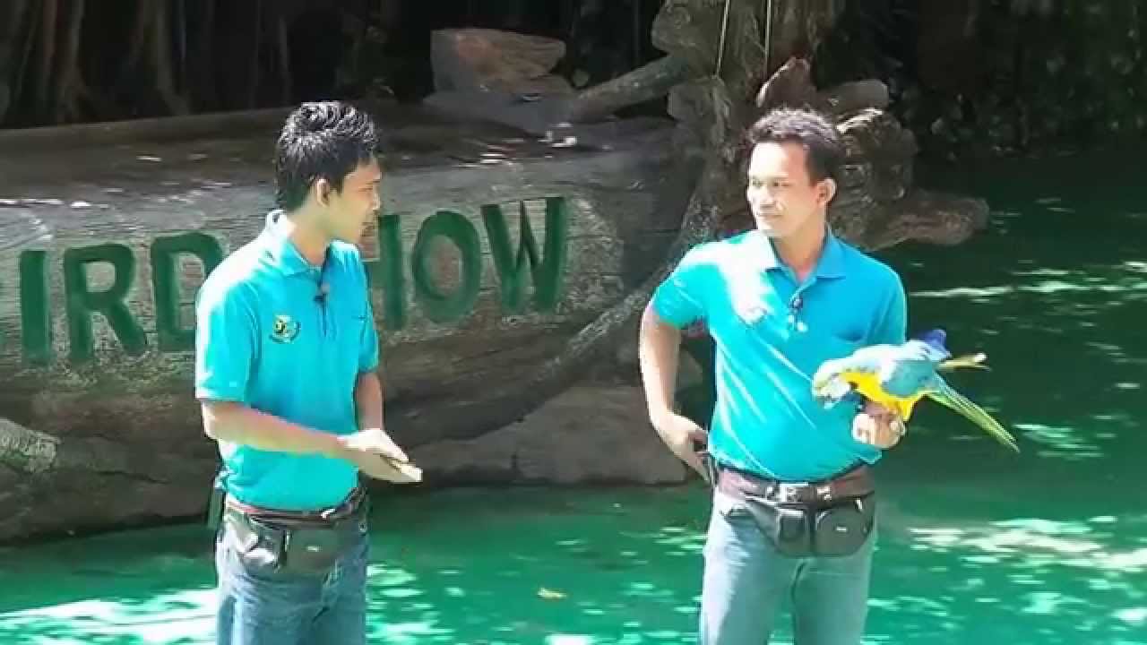 Bird show in koh kong safari world