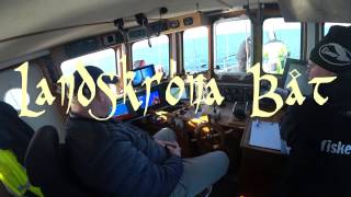 Career Overview Fishing for Cod in Sweden (Torsk Fisk)