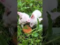 Two Cats Eating Together 🐱🐱🍽️#shorts #cute #cat #viral