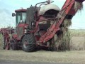 Ramu sugar harvesting of sugar