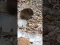 残雪とエゾヤチネズミ