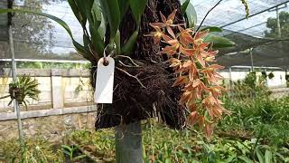 Anggrek Macrademia Multifora Ginaya Nursery