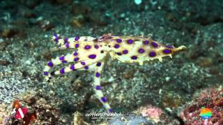 2012 Cephalopod Highlights