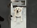 Le chien blanc a commencé à s’occuper du chien noir 🤯❤️