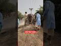 Kon Le Gaya? From  Sultan Cattle Farm Lodhran #dairyfarm #reels buffalo farming