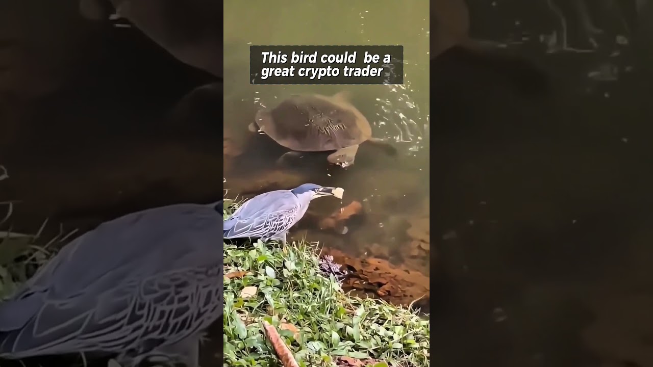 The bitcoin bird 😎 