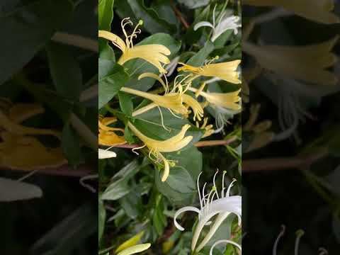 Vídeo: O que é um jardim polinizador - tipos de plantas que atraem polinizadores