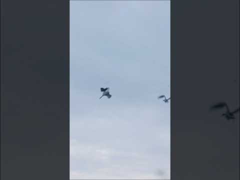 Ooof 😎😱🤯 #shorts #hunting