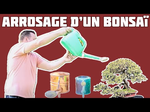 COMMENT ARROSER MON BONSAÏ ? 🌱NEJIKAN BONSAI 🌱