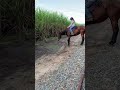 First She Was Scared Of The Puddle, Then She Wanted To Play In It 😂😂 #horse #justlikejade #ottb