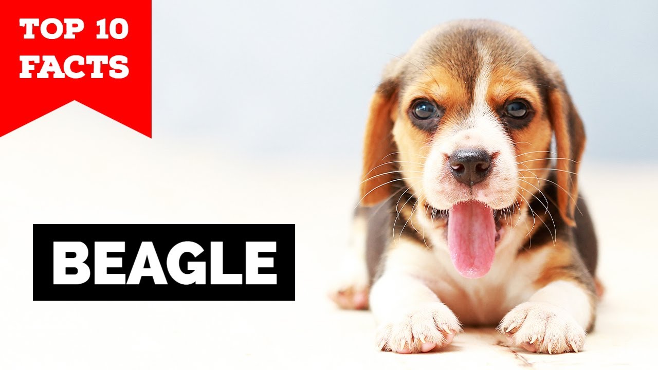 Beagle - Top 10 Facts - YouTube