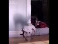 陽気な動物たち→牛乳吹いたら負けwww#shorts