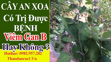 Cây an xoa có điều trị được bệnh viêm gan B không ?