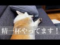 短いおててで毛づくろいが癖になるー!【コーギー】