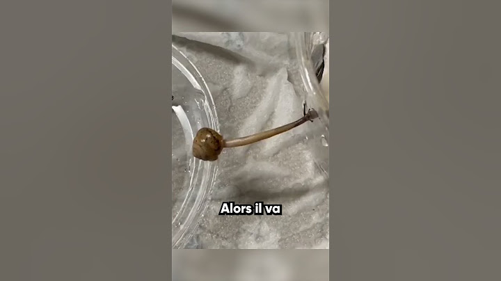 Les escargots sont impressionnants...