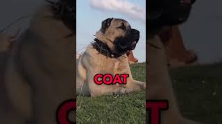 Meet The Powerful And Protective Kangal Dog Breed That Everyone Is Talking About #Kangaldog  #Dogs