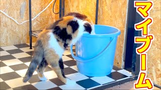 三毛猫まりもが最近はまっている事。