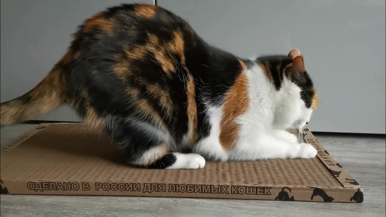 Отличная когтеточка!👍 Кошка довольна!😻 - YouTube