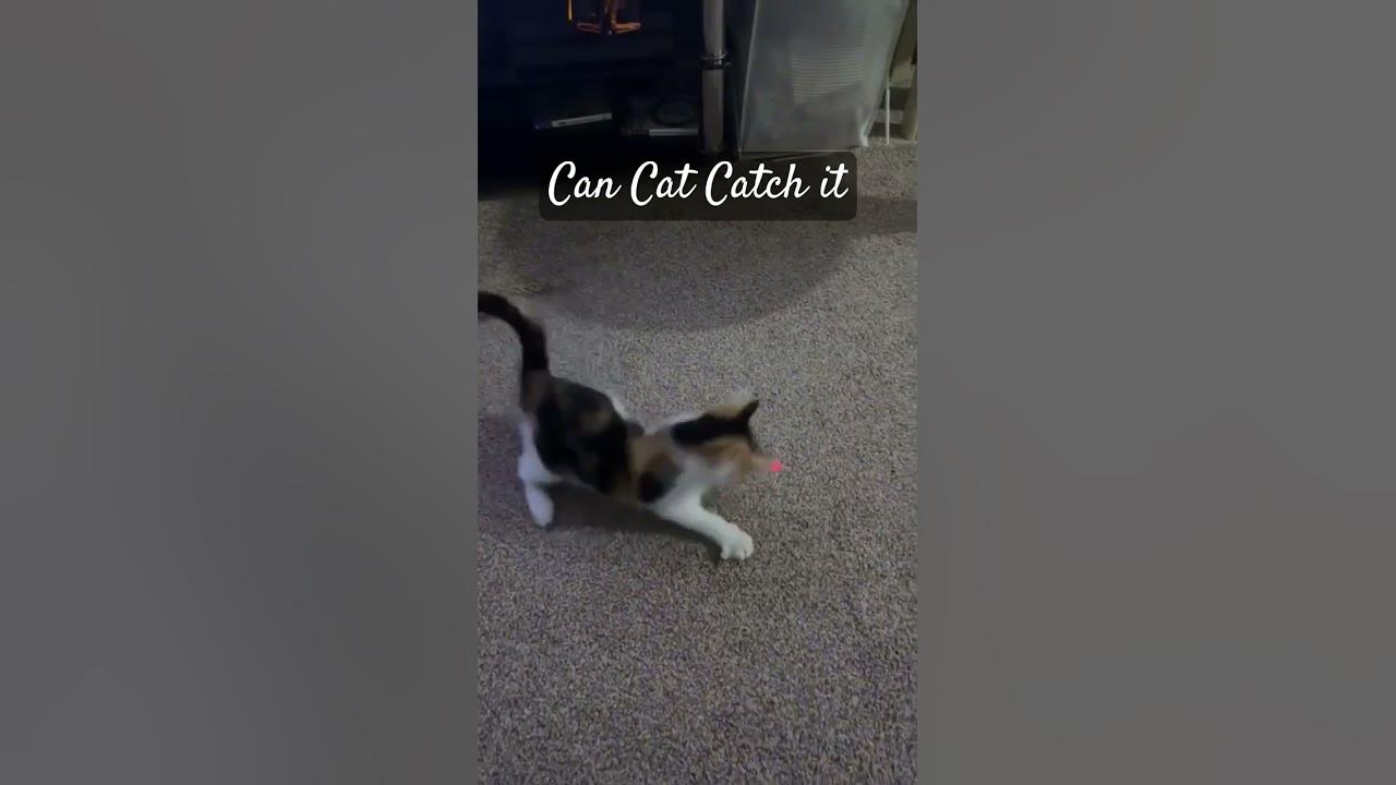 can-cat-catch-it-cats-catsvideo-shorts-youtubeshorts-youtube