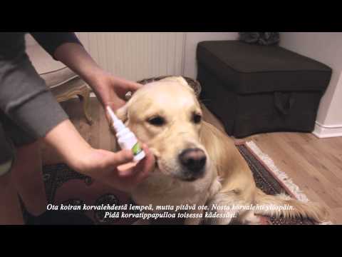 Video: 6 Koiralle Vaarallista Lomaruokaromua