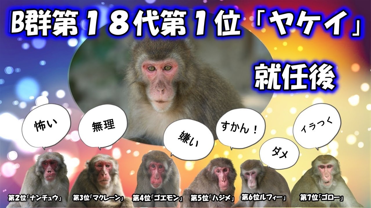 B群「ヤケイ」特集 | Now on salu ～高崎山話題のサルたち～ | 高崎山