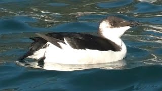 Gazza marina - Razorbill (Alca torda)