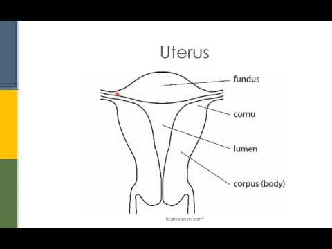 Learn OB/GYN: Reproductive and Pelvic Anatomy