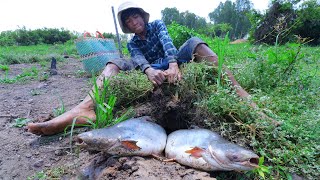 Unbelievable Shark fish In underground Secret hole