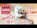 ペレットをあげると怒り出すハムスター【こまる#47】