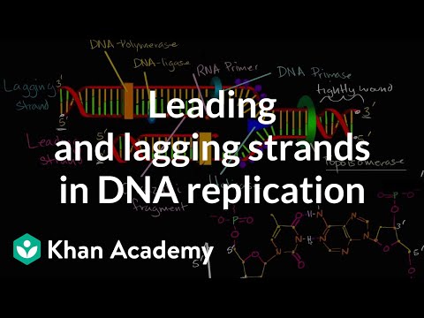 Leading and lagging strands in DNA replication | MCAT | Khan Academy