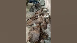 SUARA PIKAT BURUNG TIKUSAN ALIS PUTIH AMPUH‼️‼️‼️