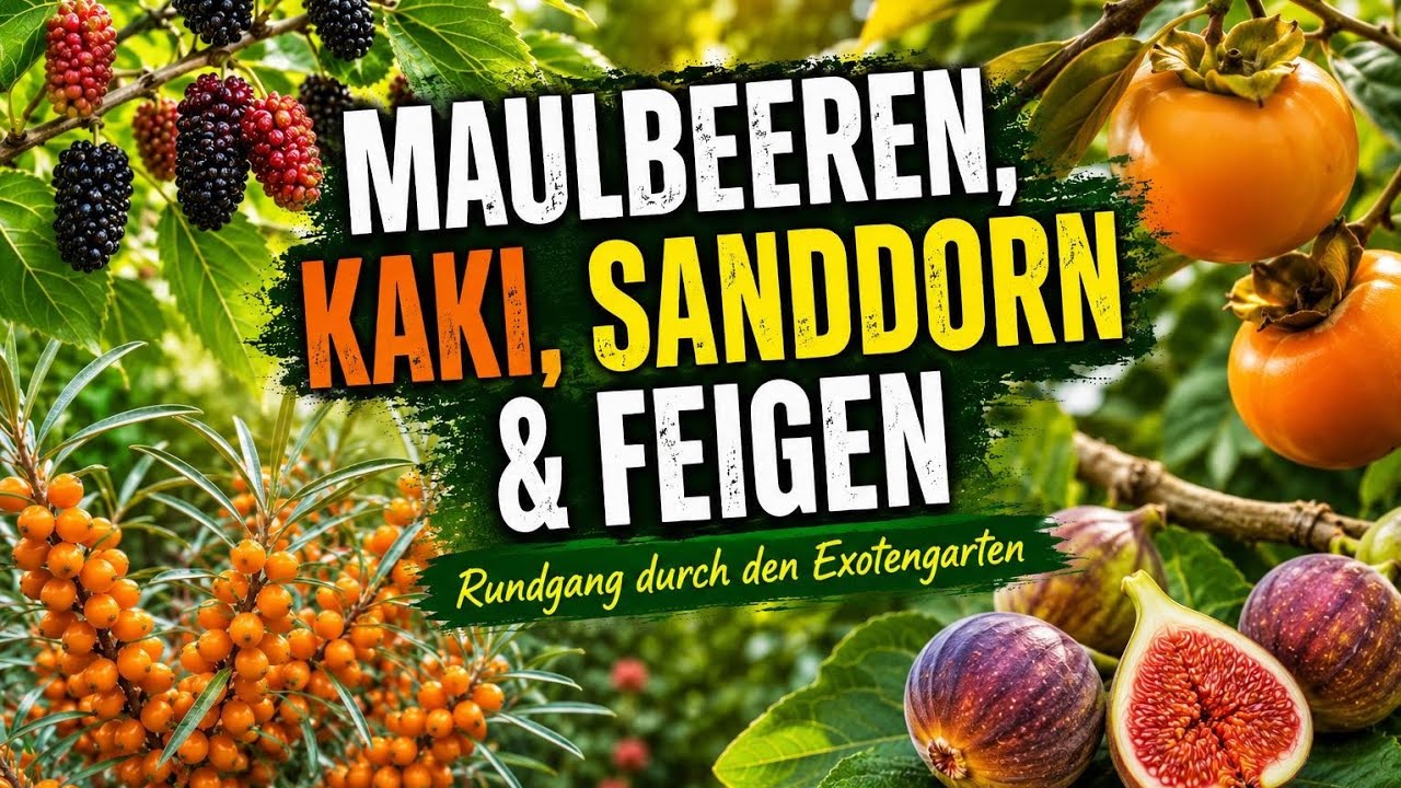 Maulbeeren, Kaki, Sanddorn & Feigen – Rundgang durch den Exotengarten
