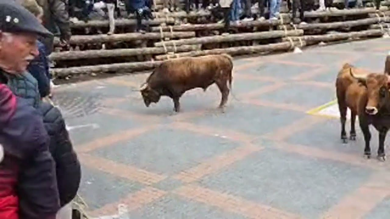 Elche de la Sierra en Directo Encierro y suekta febrero 2026