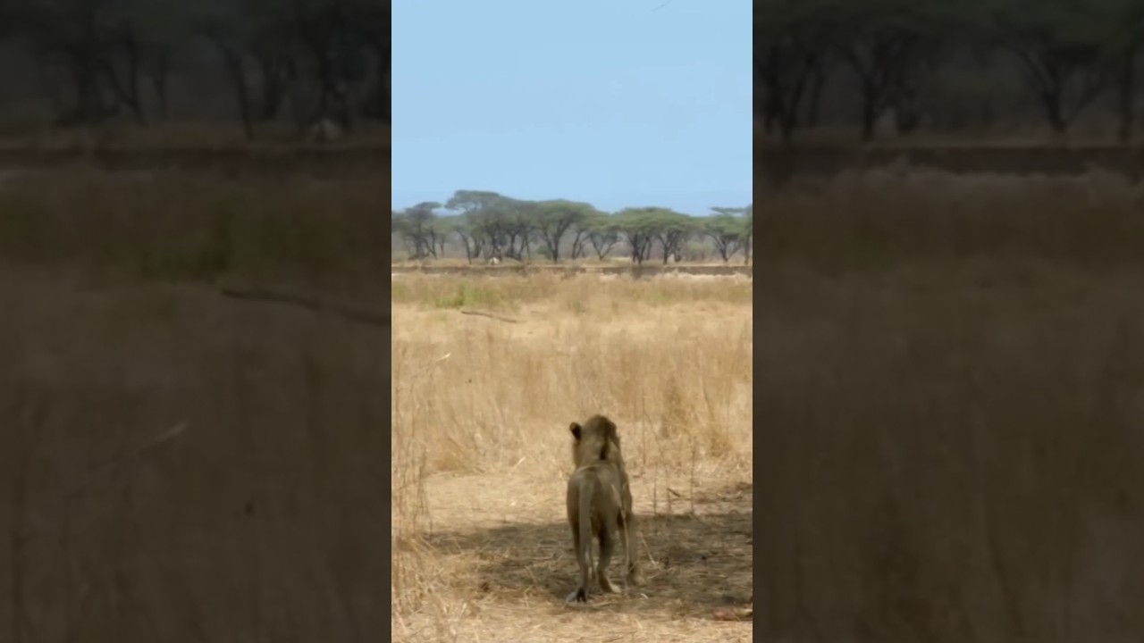 How Lion Hunting Giraffe 