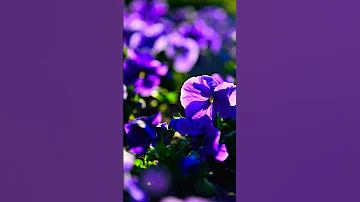 すみれの花咲く頃 Shorts 金子由香利 すみれの花咲く頃 Music 昭和歌謡 Love 懐メロ 