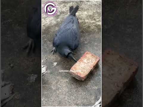 இத கடைசி வர பாருங்க! 😱 | Gnana Pazham #shorts