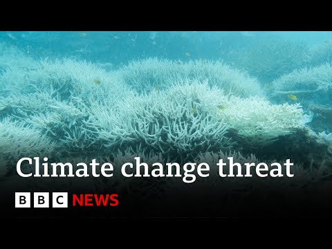 How Climate Change Is Affecting The Great Barrier Reef