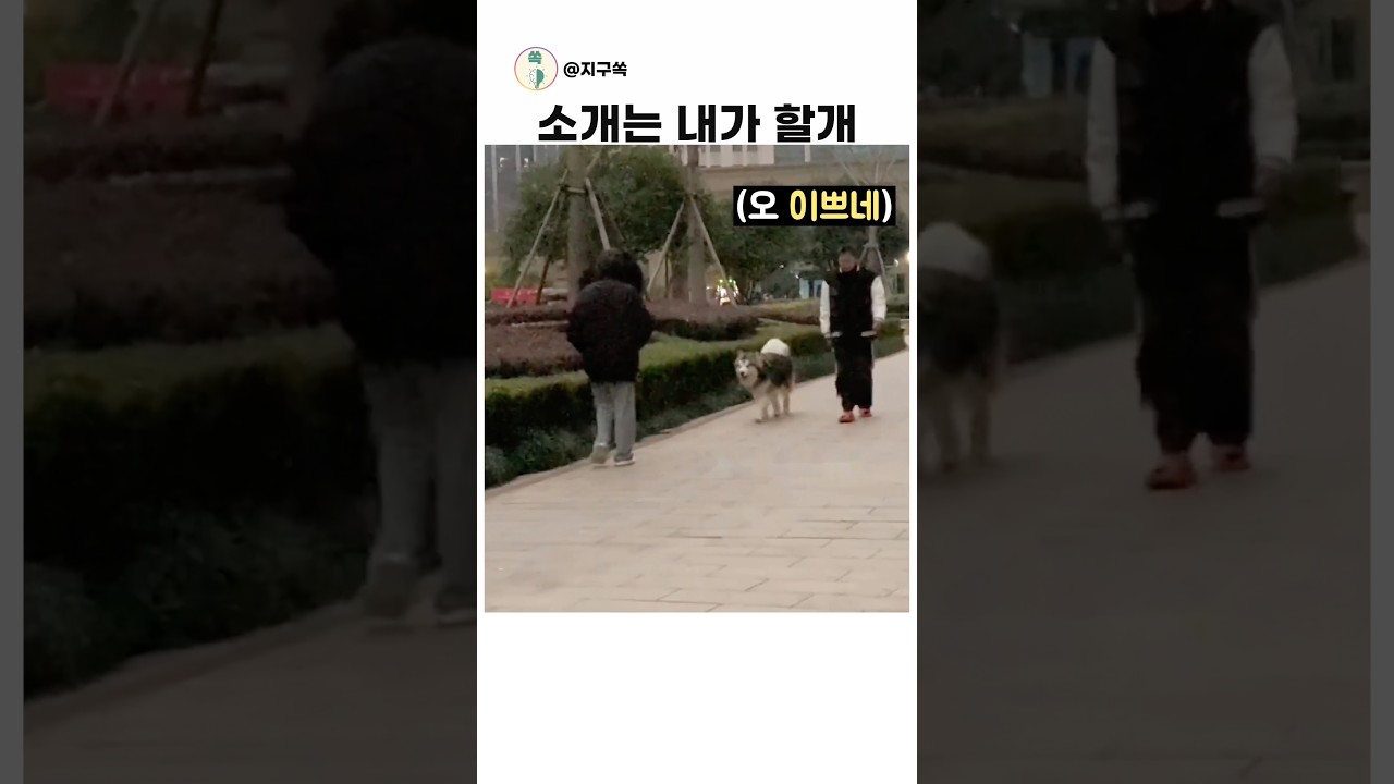 소개팅 해주는 강아지  #애완동물