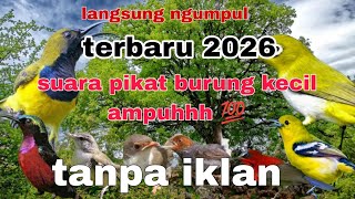 Suara pikat semua jenis burung kecil ampuh !!!! #suarapikatburungribut#suarapikatburung#birdstrap 