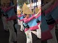 #神楽坂まつり#菊水連# #阿波踊り