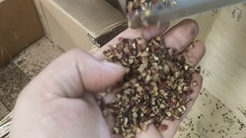 walnut cutting machine, pecan hickory chopping machine