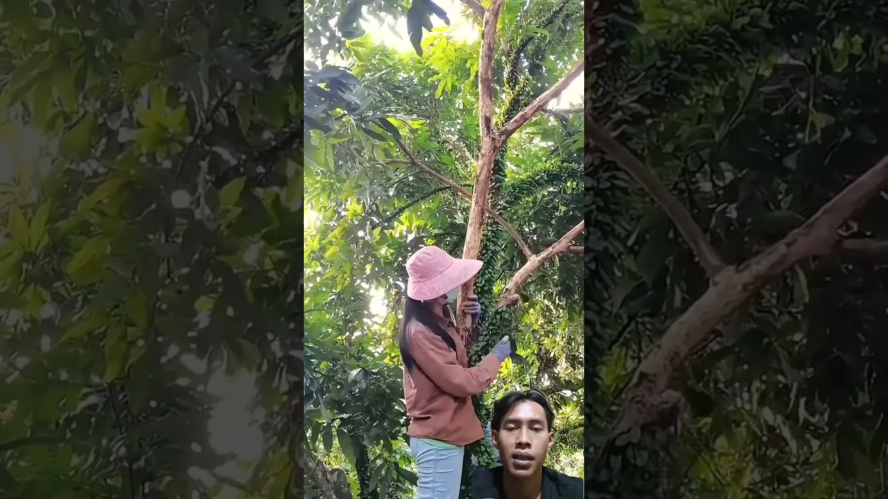 proses pembersihan tanaman benalu pada pohon kelengkeng #kelengkeng #fruit #agriculture