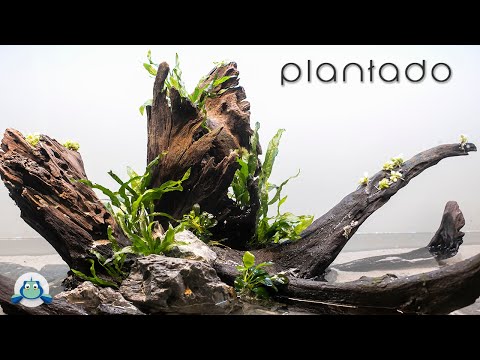 FILLING and PLANTING - LOW TECH AQUARIUM for DISCUS #3