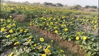 Ridge gourd farming (tuari) in November 