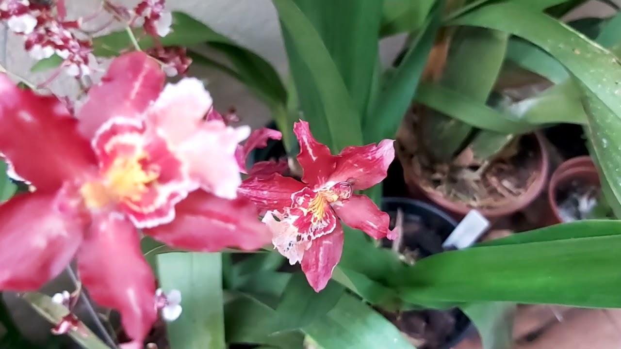 TOUR NO CANTINHO DAS ORQUÍDEAS