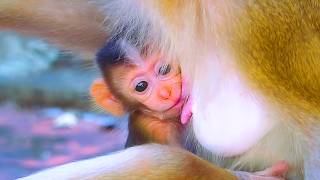 Tracking Troop Lineage: Identifying Pinky’s Mother Through Daily Social Interactions