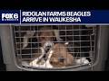 Ridglan Farms beagles: HAWS in Waukesha welcomes dogs | FOX6 News Milwaukee
