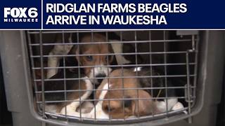 Ridglan Farms beagles: HAWS in Waukesha welcomes dogs | FOX6 News Milwaukee